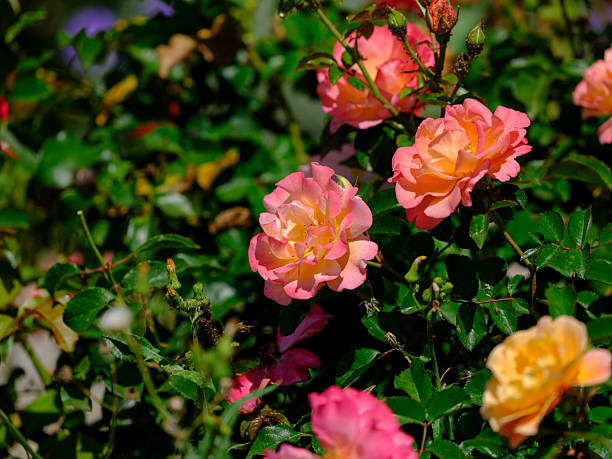 istock beautiful roses in the nature 2217290149