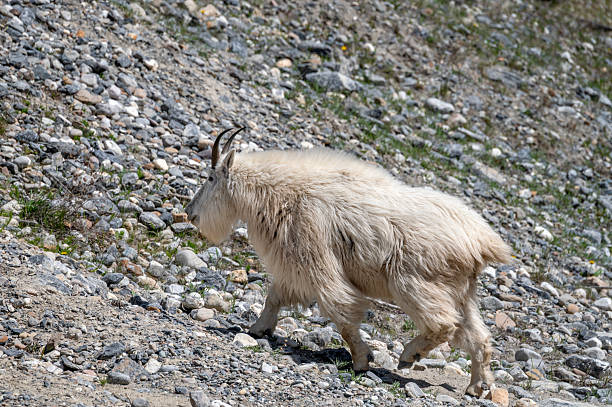 istock Mountain Goat Climbing a Rocky Hillside 2217292603