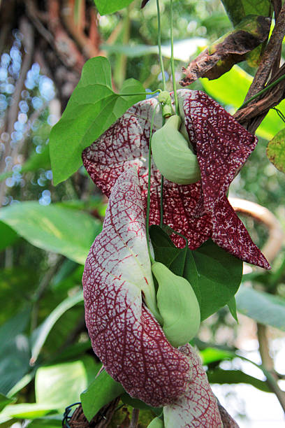 istock Aristolochia littoralis 2217292684