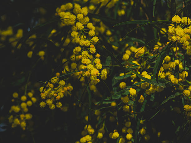 beautiful flowers in the forest