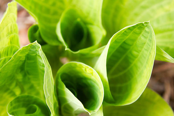 lily hosta flower leaves,green leaves,big leaves,green flower