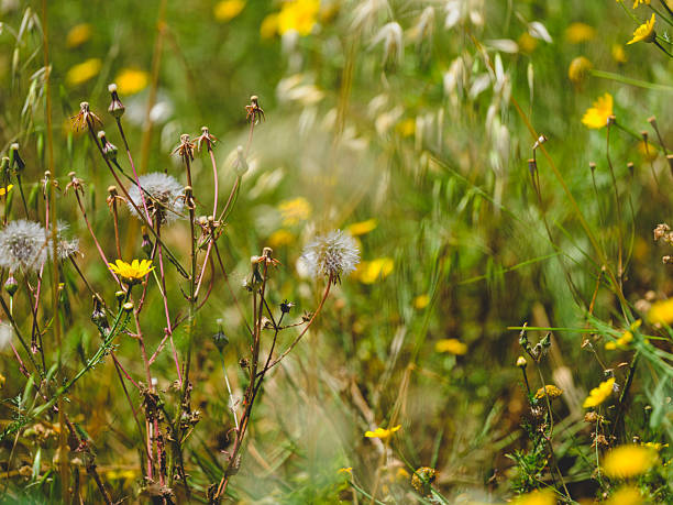 beautiful flowers in the garden