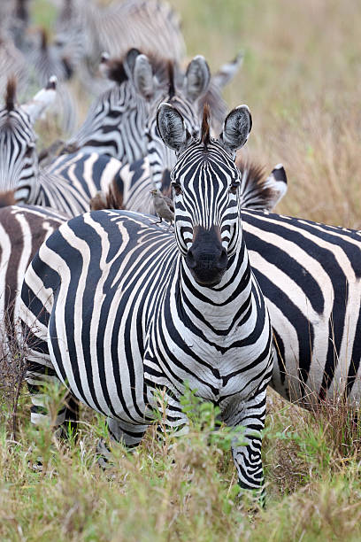 istock zebras in africa 2217296440