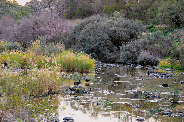 istock Wild black swans and ducks in Barwon River at dusk 2217296719