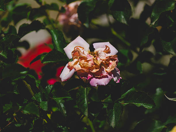 beautiful roses in the park