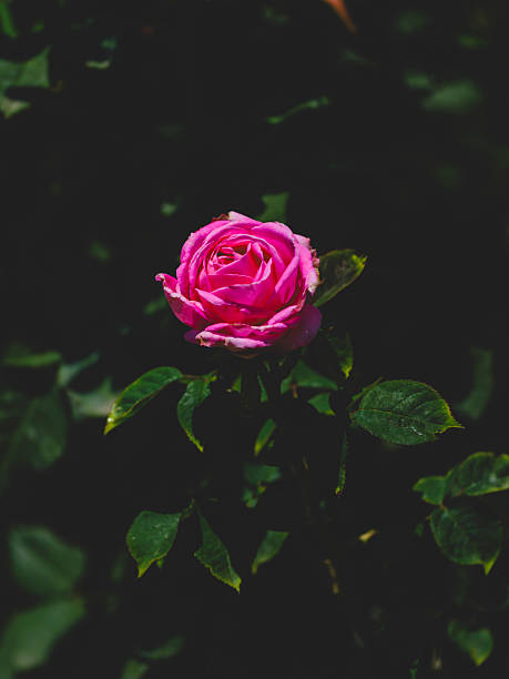 istock pink rose in the nature 2217296865