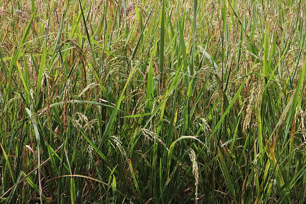 istock Green Rice Plants in a Lush Agricultural Field 2217296913