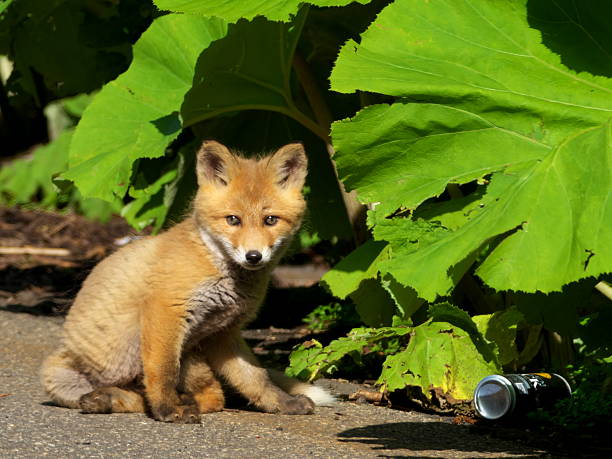 Eastern Hokkaido red fox cub