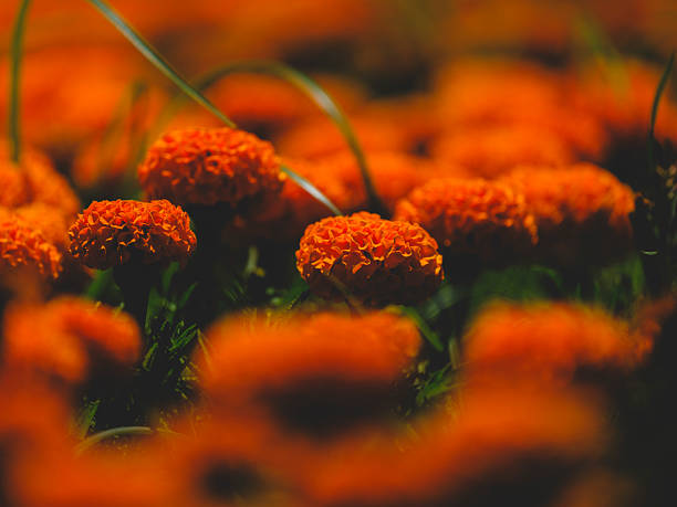 beautiful flowers in the garden