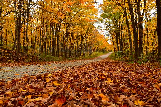 une route à l'automne - sonbahar stok fotoğraflar ve resimler