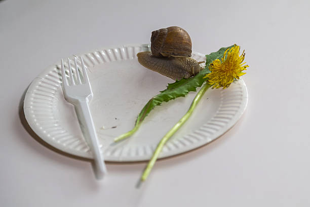 istock A white plate and fork, a snail, and a dandelion flower on a wooden surface create a contrast between the natural and consumer aspects 2217298522