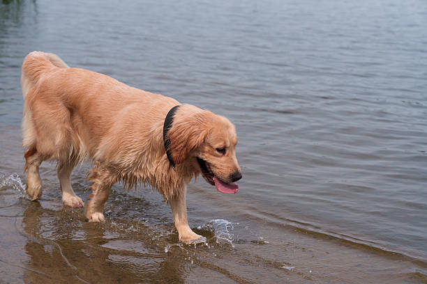 Side view and three-quarter face view of smiling Golden Retriever dog jumping in the water at the beach to retrieve a thrown rock.
