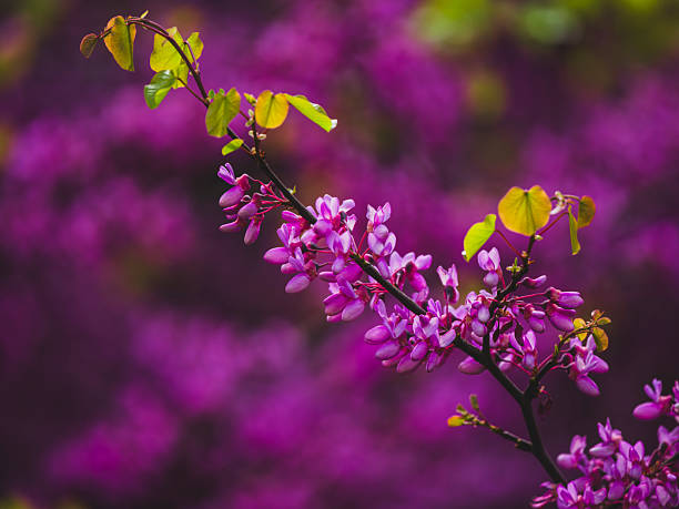 purple flowers in the nature