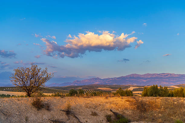 Vast olive tree plantation in the hills of Andalucia at sunset with mountains in the background and a big cloud in the sky