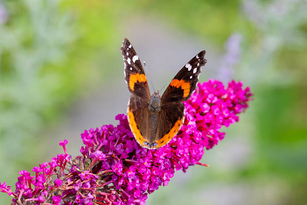 A red admiral butterfly (vanessa atalanta, red admirable) retrieving nectar from a butterfly bush.