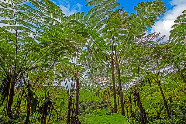 Dense tropical forest with tall tree ferns and vibrant green leaves under a partly cloudy sky.