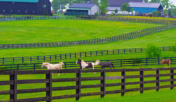 istock Horses running  in a pasture-Lexington, Kentucky 2217301512