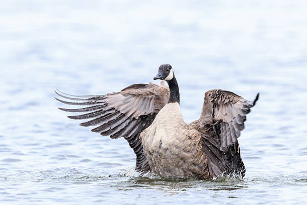 Canadian goose, Branta canadensis, cleaning, preening and splashing in the water, cleaning his feathers and plumage..