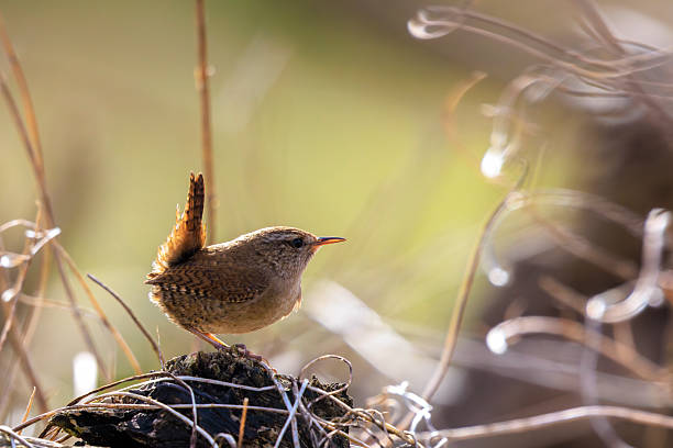 istock Eurasian Wren bird, Troglodytes troglodytes, display, singing and mating during Springtime 2217303084