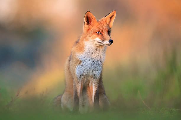istock Wild red fox, vulpes vulpes, foraging in a meadow 2217303137
