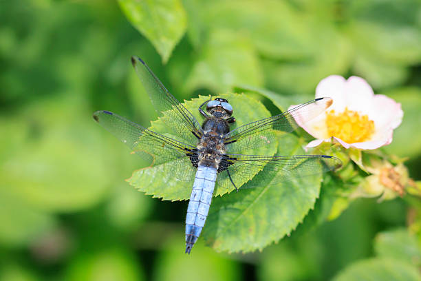 Closeupof a Scarce chaser, Libellula fulva, resting on vegetation