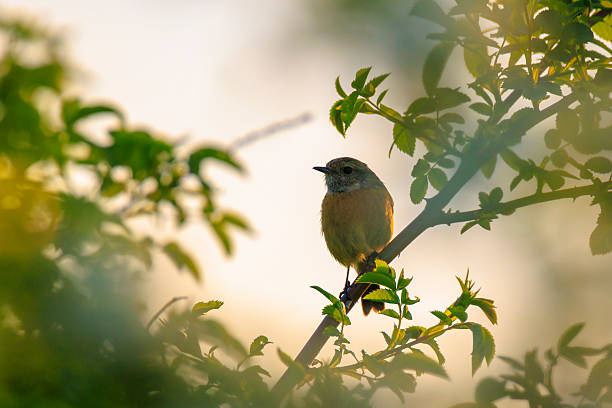 istock Male Stonechat, Saxicola rubicola, bird singing 2217303204
