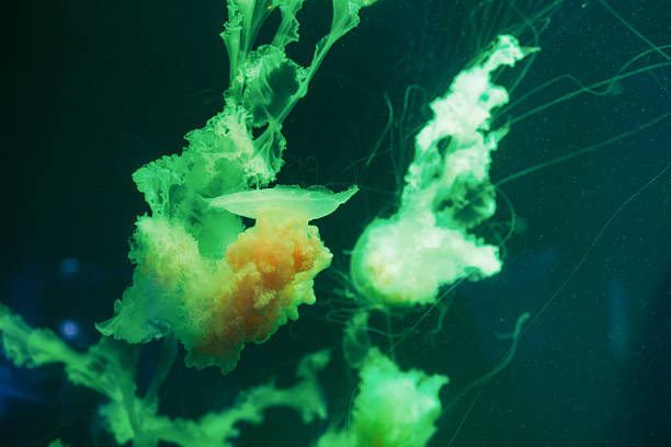 istock Purple-Striped Jellyfish Floating in Water 2217304005