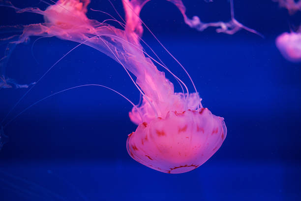 istock The Purple-striped Jellyfish On a blue background Chrysaora pacifica 2217304007