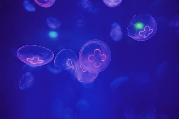 istock jellyfish Swimming in deep blue water 2217304267
