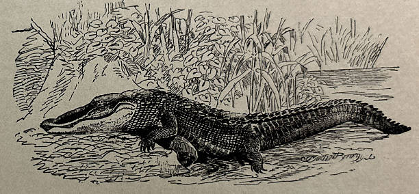 Antique illustration pre 1900 - alligator near water