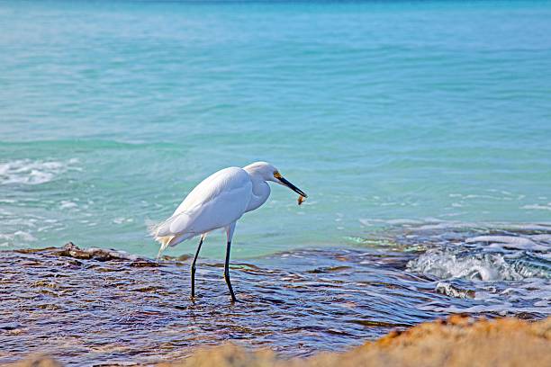 istock White egret bird standing in shallow ocean water 2217304953