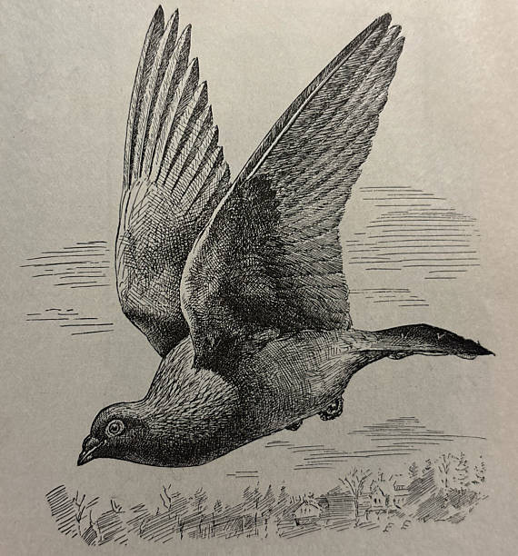 Antique illustration pre 1900 - homing pigeon bird in flight