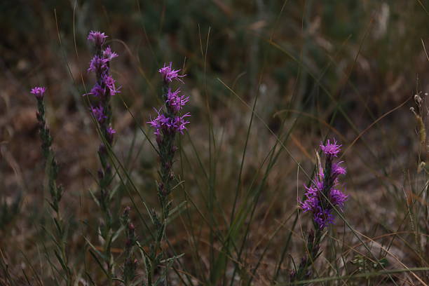 Liatris blazing star gayfeather wildflower up close.