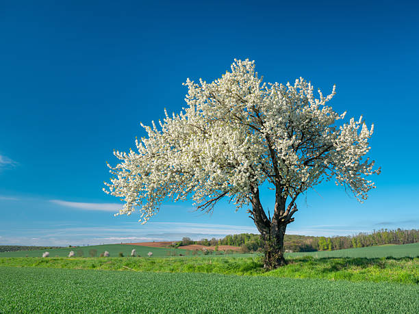 Green Field with Beautiful Old cherry tree in full bloom under blue sky in spring