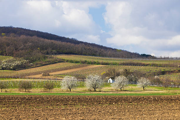 Scenic view of blooming trees rising from plowed fields with vineyards and hills in the background in Lower Austria, Austria