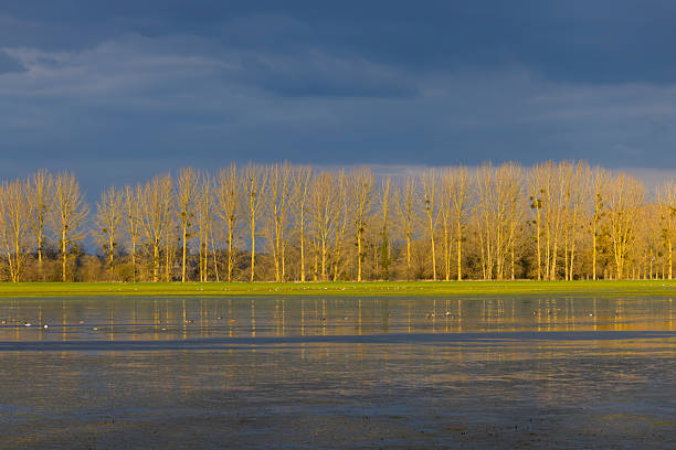 Winter landscape showing a row of bare trees reflecting in a flooded meadow under a dark cloudy sky