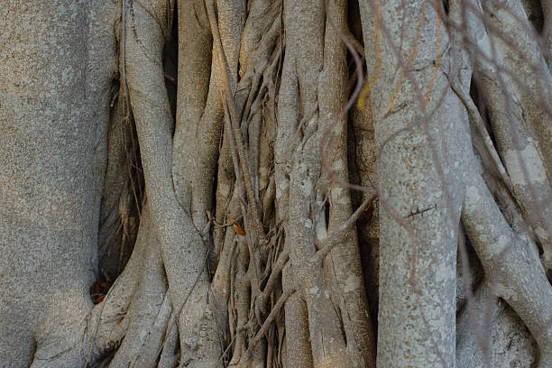 A detailed view of tree roots intertwined and textured, symbolizing growth and connection in nature.