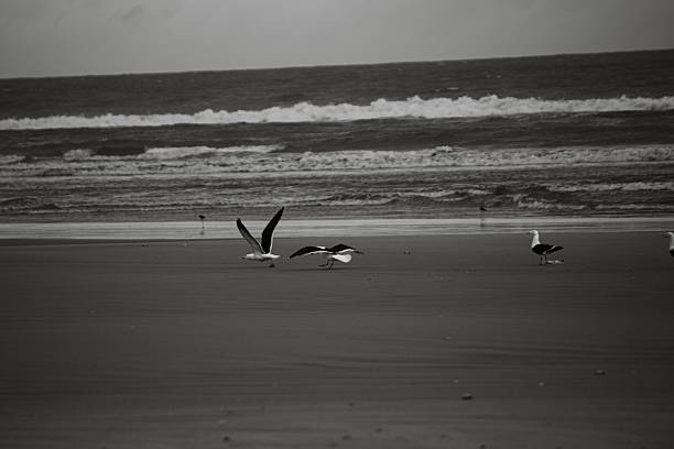 istock Seagull Beach Black and White 2217311411