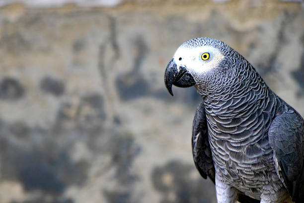 A stunning close-up view of a gray parrot showcasing its intricate feather details and expressive eyes. The image captures the bird’s elegant gray plumage with subtle shades of white and black, highlighting the texture and natural beauty of this intelligent species. Perfect for use in wildlife, nature, pet care, and exotic bird-related projects.