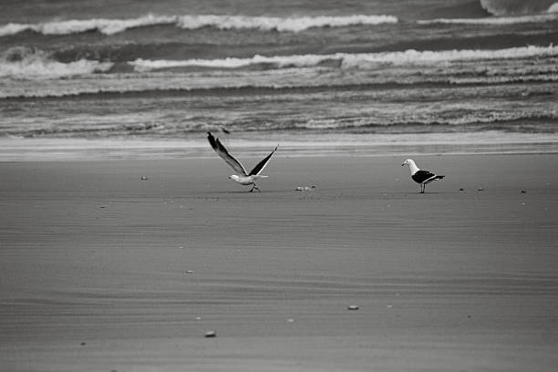 istock Seagull Beach Winter Black and White 2217311645