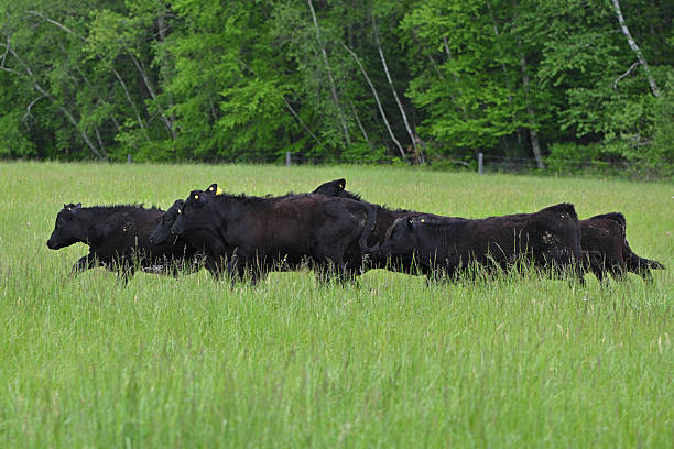 istock Herd of black angus 2217313587