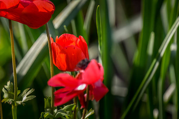 istock Early blooms at Rutgers Garden 2217315035