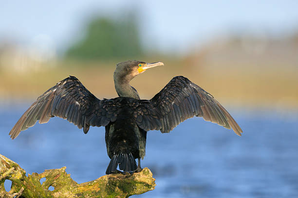 istock Great Cormorant bird, Phalacrocorax carbo, drying wings 2217315556