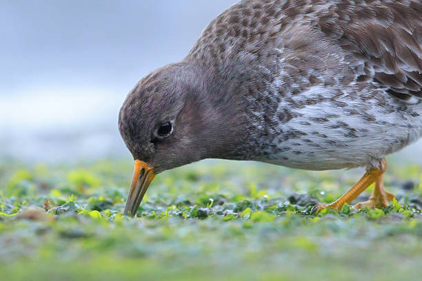 istock Purple sandpiper, calidris maritima, shorebird foraging between rocks 2217315602