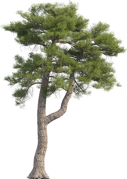 istock Side view of Pinus Sylvestris Tree - Scots Pine 2217316082