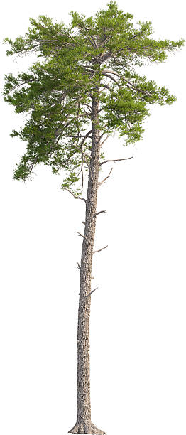 istock Side view of Pinus Sylvestris Tree - Scots Pine 2217316089