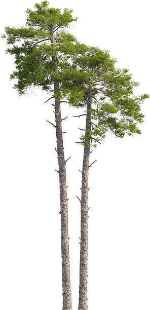 istock Side view of Pinus Sylvestris Tree - Scots Pine 2217316129