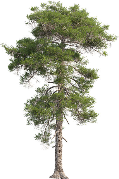 istock Side view of Pinus Sylvestris Tree - Scots Pine 2217316149