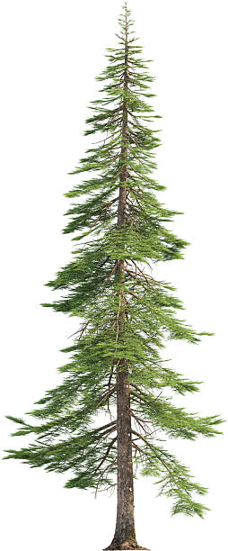 istock Side view of Abies Concolor Tree - White Fir 2217316336