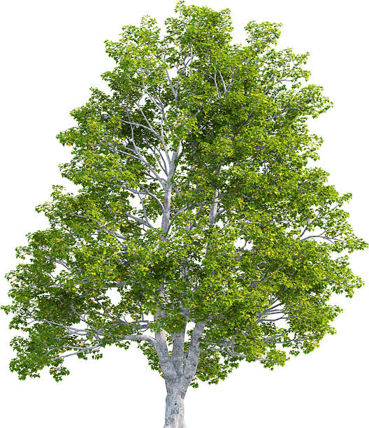 istock Side view of Acer Campestre Tree - Maple Tree 2217316492